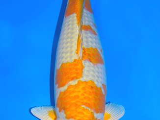 [HOT] Cá Koi Ochiba: Nguồn gốc, đặc điểm và cách lựa chọn 125