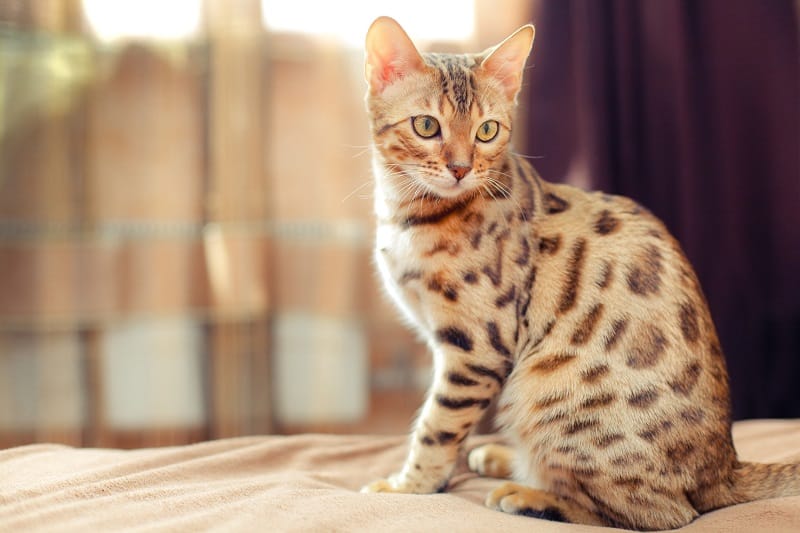 Mèo Bengal Lai Mèo Ta Trông Như Thế Nào? 15