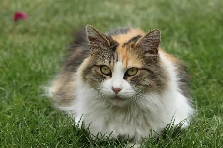 Mèo Anh lông ngắn tam thể tricolor : Chi tiết, giá bán, cách chăm sóc 19