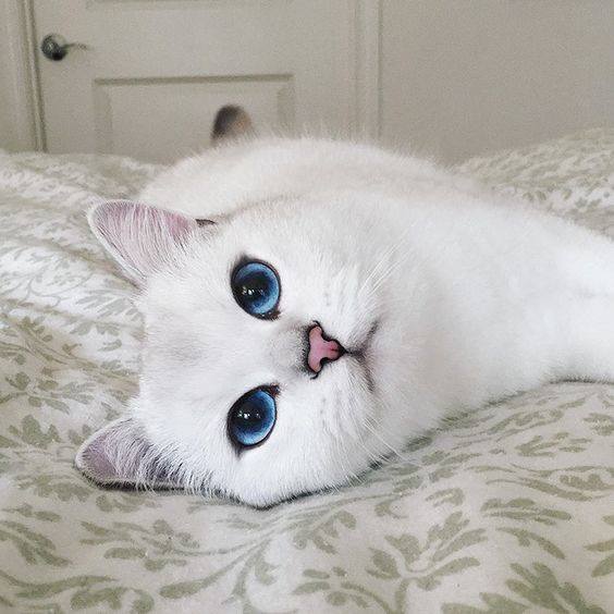 Mèo Anh lông ngắn màu trắng: Tổng quan, màu mắt, giá bán 11
