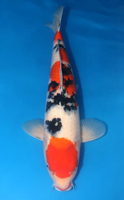 Cá koi Sanke: Tổng quan, phân loại và cách chọn mua 3