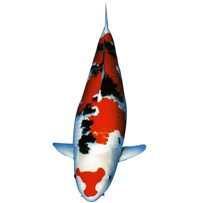 Cá koi Sanke: Tổng quan, phân loại và cách chọn mua 7