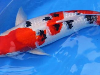Cá koi Sanke: Tổng quan, phân loại và cách chọn mua 81