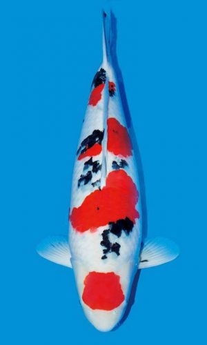 Cá koi Sanke: Tổng quan, phân loại và cách chọn mua 1