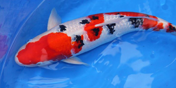 Cá koi Sanke: Tổng quan, phân loại và cách chọn mua 9