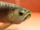 Bệnh nấm đen ở cá rồng: Nguyên nhân, triệu chứng và cách trị 7