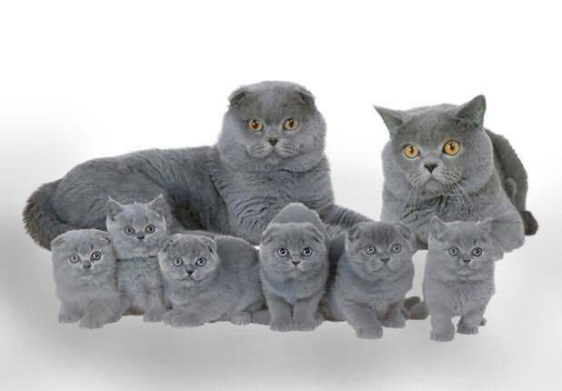 Mèo Anh lông ngắn sinh sản: Mang thai mấy lần 1 năm và đẻ bao nhiêu con 1 lần 1