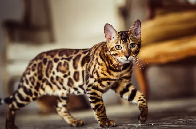 Mèo Bengal Lai Mèo Ta Trông Như Thế Nào? 9