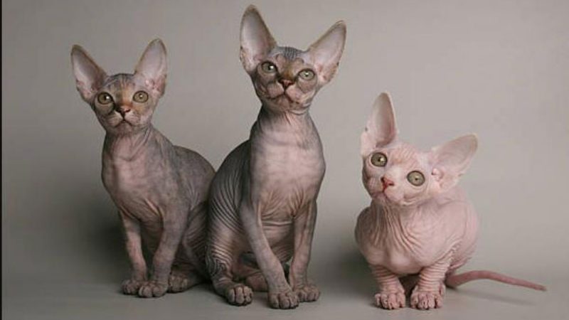 Mèo Ai Cập (Sphynx) không lông : Nguồn gốc, giá bán, cách chăm sóc 9