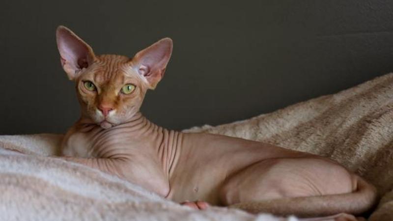 Mèo Ai Cập (Sphynx) không lông : Nguồn gốc, giá bán, cách chăm sóc 5
