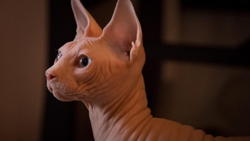 Mèo Ai Cập (Sphynx) không lông : Nguồn gốc, giá bán, cách chăm sóc 13