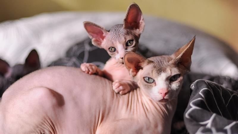 Mèo Ai Cập (Sphynx) không lông : Nguồn gốc, giá bán, cách chăm sóc 25