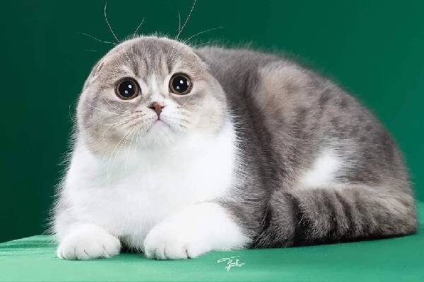 Mèo Anh lông ngắn tai cụp: Đặc điểm, tính cách, giá bao nhiêu? 15