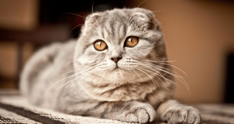 Mèo Anh lông ngắn tai cụp: Đặc điểm, tính cách, giá bao nhiêu? 7