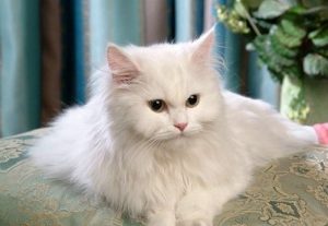 Mèo Anh lông dài trắng mắt xanh: Tổng quan, giá bán, chăm sóc 5