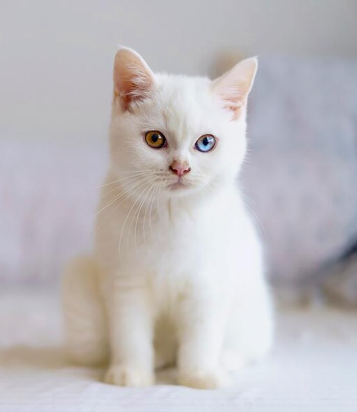 Mèo Anh lông ngắn màu trắng: Tổng quan, màu mắt, giá bán 9