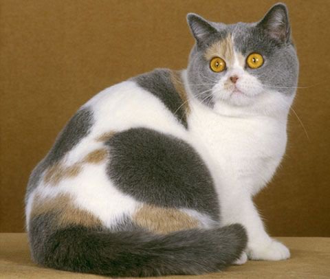 Mèo Anh lông ngắn tam thể tricolor : Chi tiết, giá bán, cách chăm sóc 25