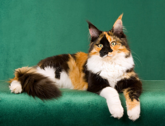 Mèo Anh lông ngắn tam thể tricolor : Chi tiết, giá bán, cách chăm sóc 23