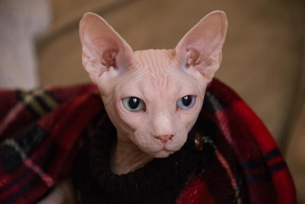 Mèo Ai Cập (Sphynx) không lông : Nguồn gốc, giá bán, cách chăm sóc 11