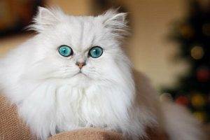 Mèo Anh lông dài trắng mắt xanh: Tổng quan, giá bán, chăm sóc 13