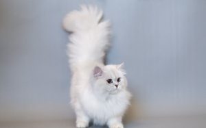 Mèo Anh lông dài trắng mắt xanh: Tổng quan, giá bán, chăm sóc 7