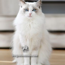 Mèo Ragdoll: A-Z Đặc điểm, giá bán, cách chăm, phối giống 3