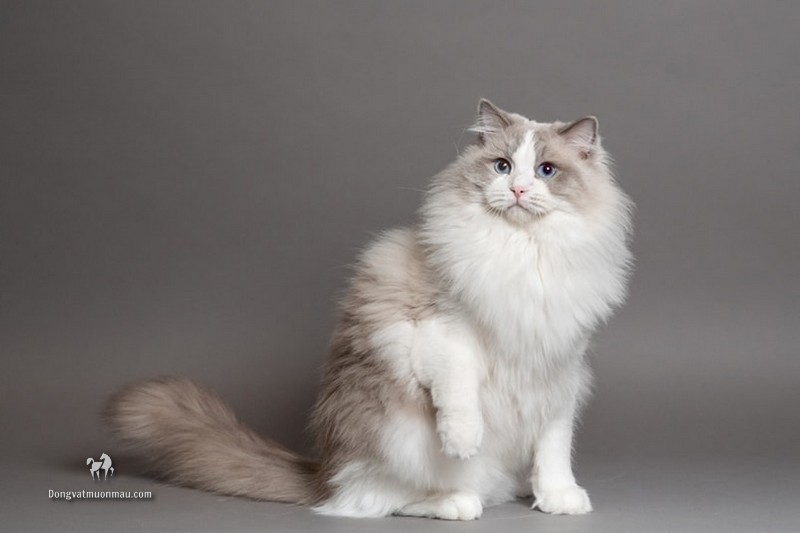 Mèo Ragdoll: A-Z Đặc điểm, giá bán, cách chăm, phối giống 1