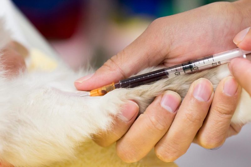 Các bệnh thường gặp ở mèo Anh lông dài và cách trị 2023 11