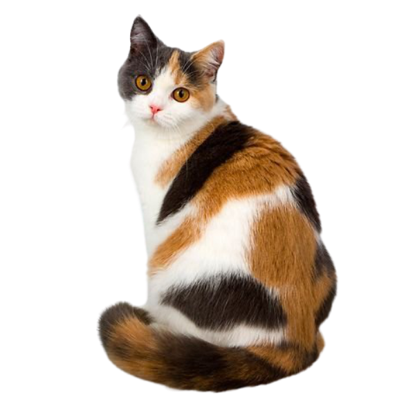 Mèo Anh lông ngắn tam thể tricolor : Chi tiết, giá bán, cách chăm sóc 31