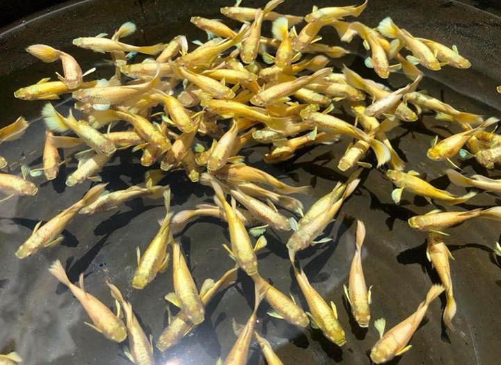 Tìm hiểu về cá 7 màu rồng vàng siêu quý hiếm 7