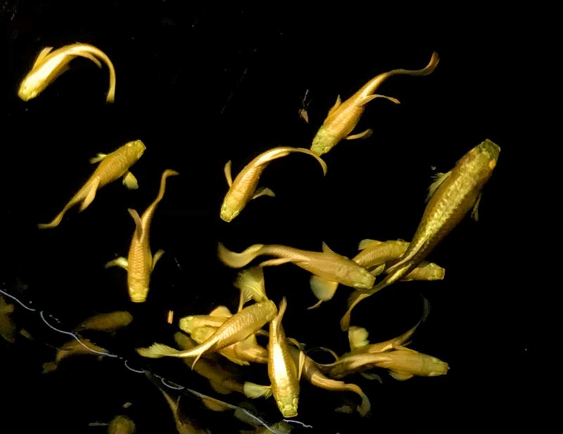 Tìm hiểu về cá 7 màu rồng vàng siêu quý hiếm 5