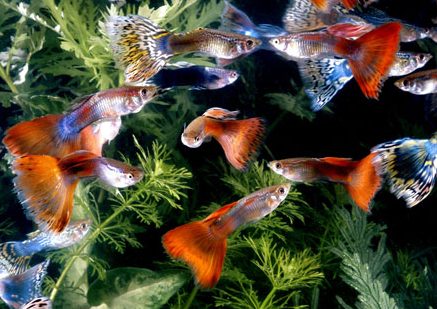 Cá 7 màu bị sốc nước: Nguyên nhân và cách chữa trị 3