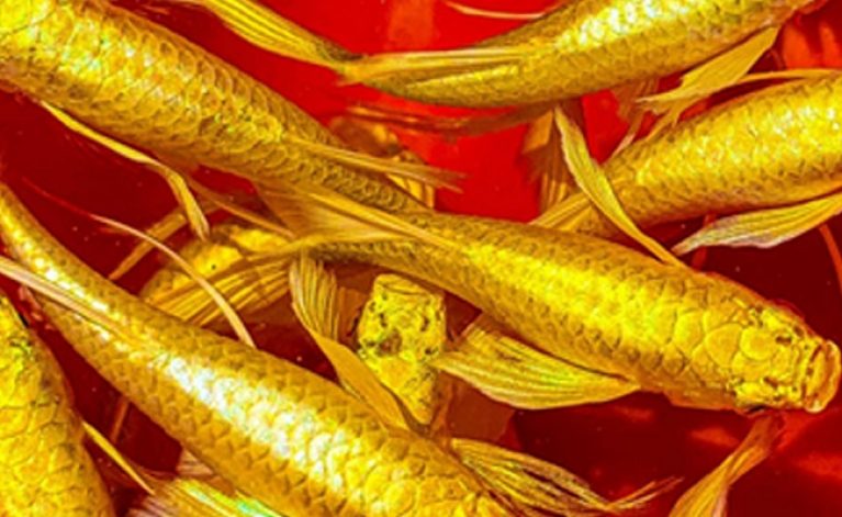 Tìm hiểu về cá 7 màu rồng vàng siêu quý hiếm 3