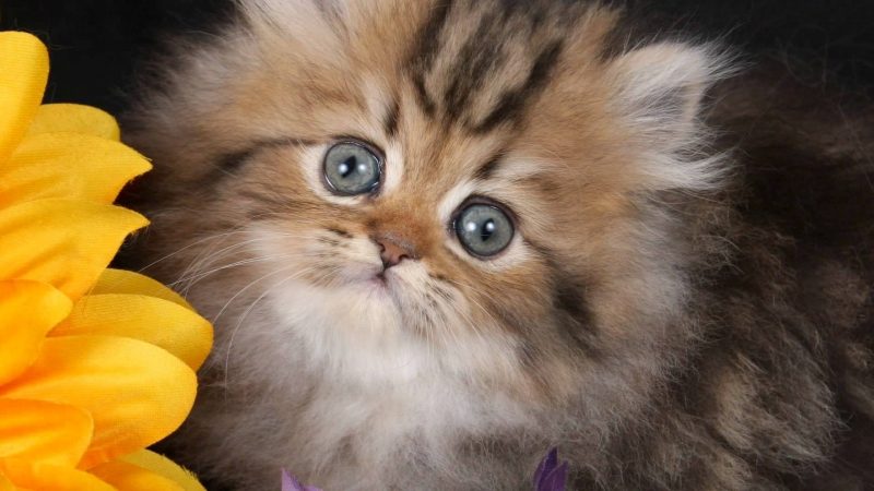 Mèo Munchkin chân ngắn: Đặc điểm, giá bán, sinh sản, chăm sóc 19