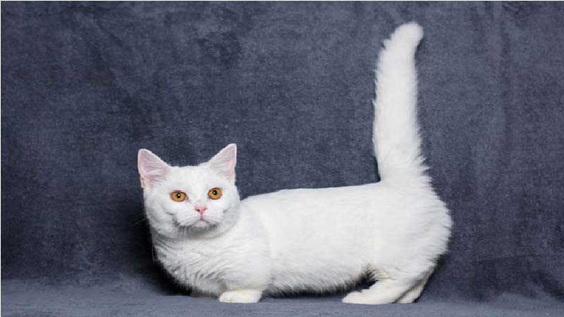 Mèo Munchkin chân ngắn: Đặc điểm, giá bán, sinh sản, chăm sóc 3
