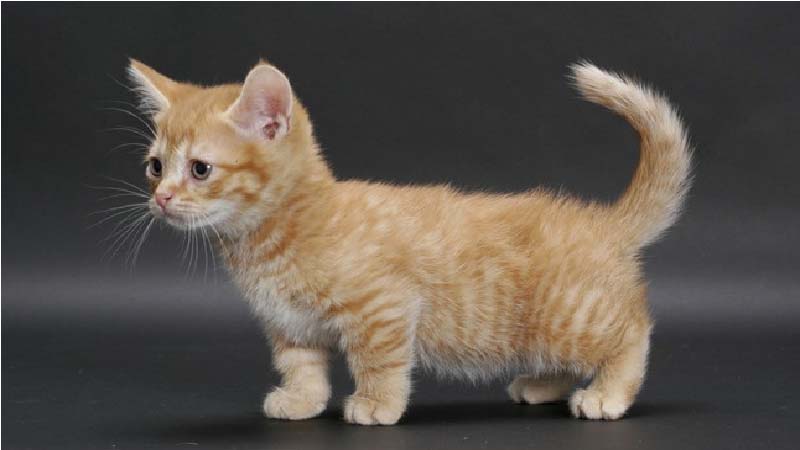 Mèo Munchkin chân ngắn: Đặc điểm, giá bán, sinh sản, chăm sóc 5