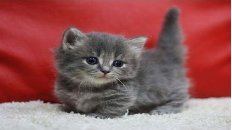 Mèo Munchkin chân ngắn: Đặc điểm, giá bán, sinh sản, chăm sóc 9