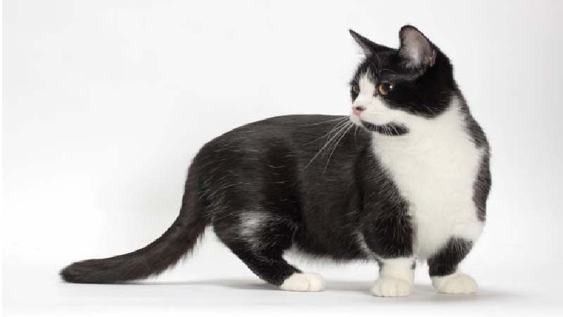Mèo Munchkin chân ngắn: Đặc điểm, giá bán, sinh sản, chăm sóc 13