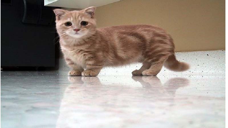 Mèo Munchkin chân ngắn: Đặc điểm, giá bán, sinh sản, chăm sóc 17
