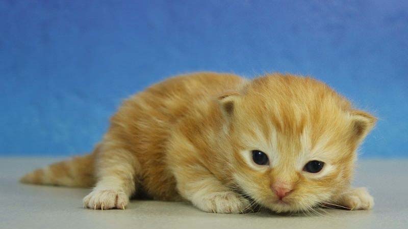 Mèo Munchkin chân ngắn: Đặc điểm, giá bán, sinh sản, chăm sóc 25