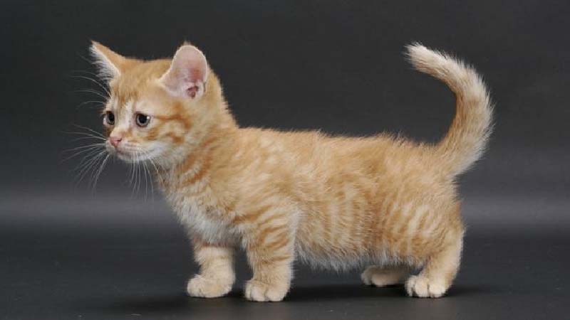 Mèo Munchkin chân ngắn: Đặc điểm, giá bán, sinh sản, chăm sóc 27