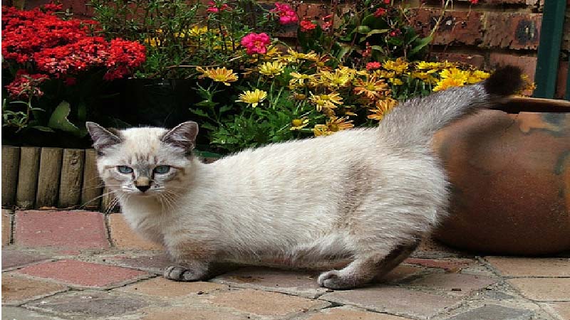 Mèo Munchkin chân ngắn: Đặc điểm, giá bán, sinh sản, chăm sóc 29