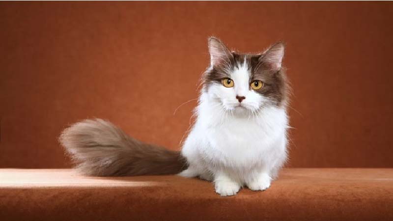 Mèo Munchkin chân ngắn: Đặc điểm, giá bán, sinh sản, chăm sóc 31