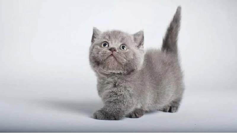 Mèo Munchkin chân ngắn: Đặc điểm, giá bán, sinh sản, chăm sóc 33