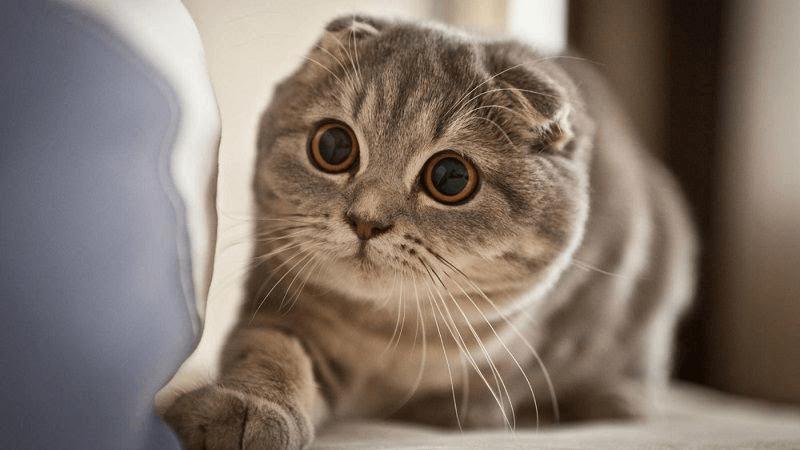 Mèo Munchkin chân ngắn: Đặc điểm, giá bán, sinh sản, chăm sóc 1